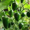 thumbnail image 2 of TomorrowSeeds - Jalapeno M Pepper Seeds - 100+ Count - For 2025 Planting 8,000 Scoville Medium Hot, 2 of 11