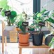 thumbnail image 3 of Paquete de 50 etiquetas de plantas de plástico grueso - Negro, 3 of 5