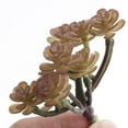 thumbnail image 3 of Planta suculenta de simulación de plástico Echeveria Decoración floral para el hogar 10 1 Pieza 9 x 8cm Púrpura, 3 of 8