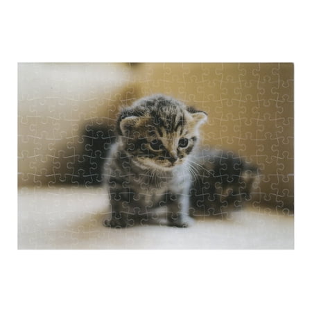 A Kitten price history on PriceWatchPro