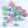 thumbnail image 4 of Bangcool Artificial Succulent Plants Assorted 21PCS Cute Mini Fake Succulents Home Decor, 4 of 10