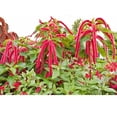 thumbnail image 2 of Love Lies Bleeding Seed, 200+ Seeds, Sharp Striking Maroon Blooms, 2 of 5