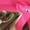 Hot Pink-2, variant on Petitebelle If I'm in Camo Daddy Dressed Me Baby Dress Nb-18m (Pink, 0-3 Months)