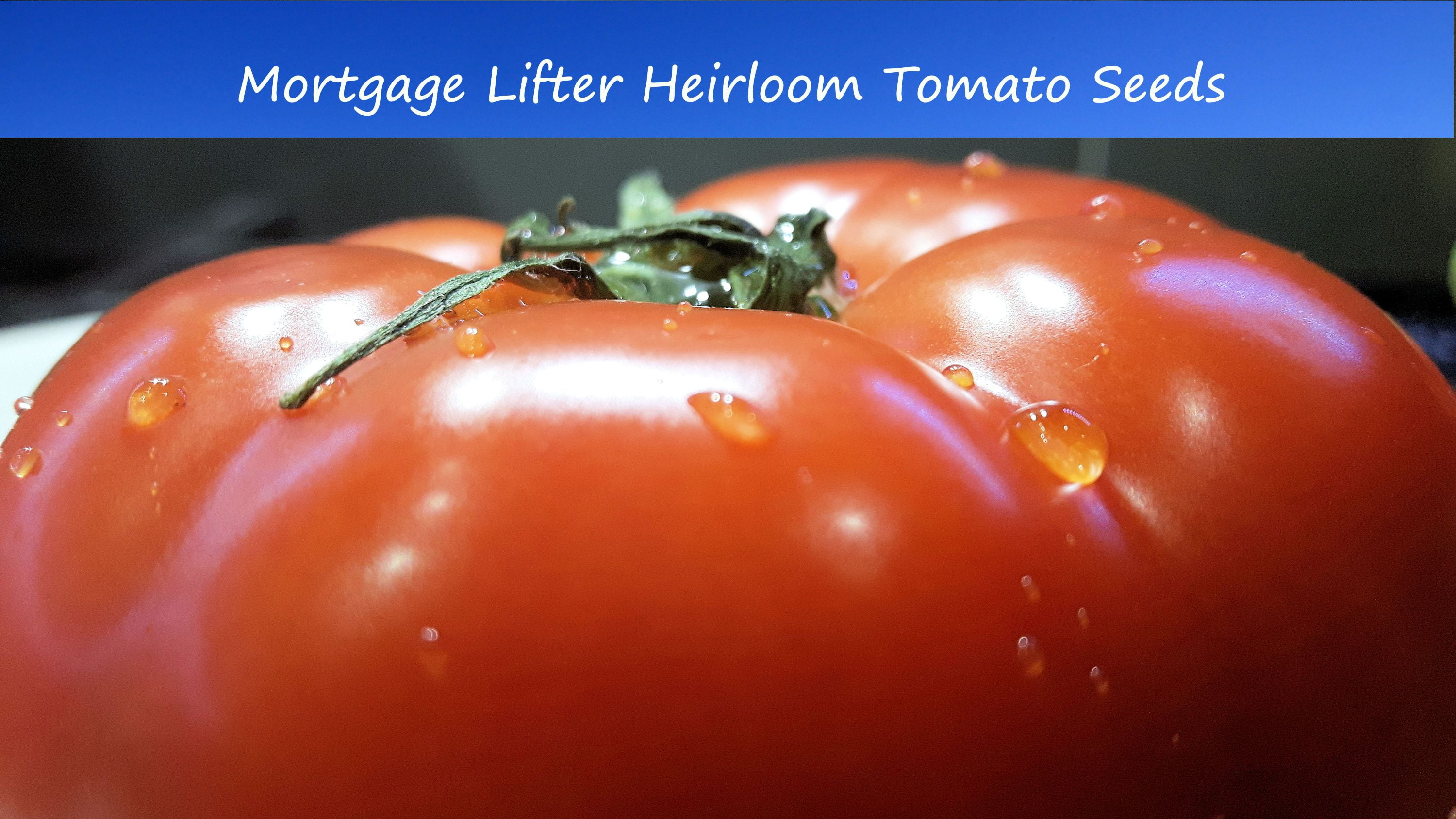 Tomato SEEDS Mortgage Lifter Heirloom Tomato 20 Vegetable SeedsAll