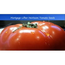 Tomato SEEDS  - Mortgage Lifter Heirloom Tomato -20 Vegetable Seeds-All Natural-Old Fashioned - Very Flavorful -Serendipity Seeds