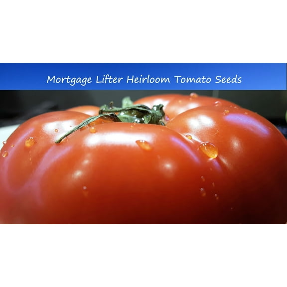 Tomato SEEDS  - Mortgage Lifter Heirloom Tomato -20 Vegetable Seeds-All Natural-Old Fashioned - Very Flavorful -Serendipity Seeds