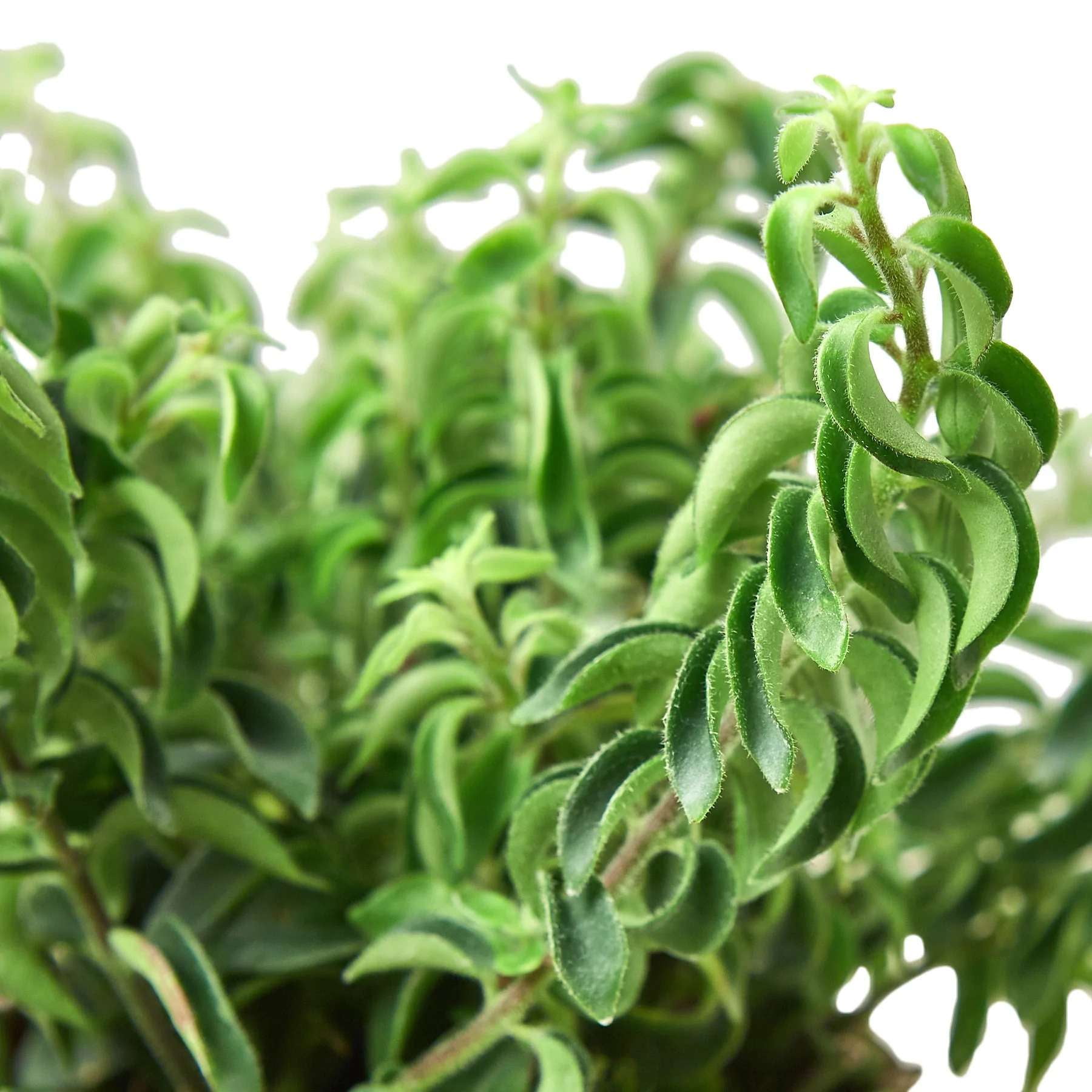 Curly Lipstick Plant!  Live Plant for Indoor | Different Houseplants in 4'' & 6'' Pot | Real House Plant for Living Room, Office, Desk & Bathroom | Aeschynanthus radicans