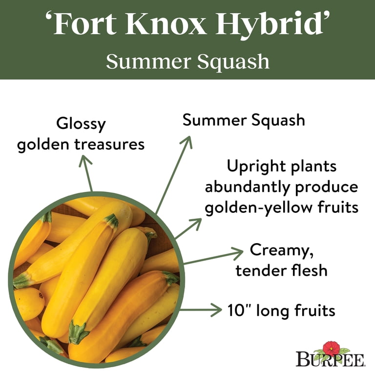 Burpee Fort Knox Hybrid Summer Squash Vegetable Seed, 1-Pack