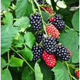 thumbnail image 3 of Set 2 Navaho Thornless BlackBerry Plants Live for Planting, Blackberries Plants Fruit Bushes Outdoor Garden 4 to 6 Inch Tall, 3 of 6