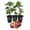 Olympian, variant on Olympian Fig Tree - 3 Live Tissue Culture Starter Plants - Ficus Carica - Edible Fruit Tree for The Patio and Garden