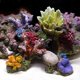 thumbnail image 4 of Decoración de coral para acuario ZHCH 1 pieza 6 3/5' x 3 7/10' x 5 1/2', 4 of 4