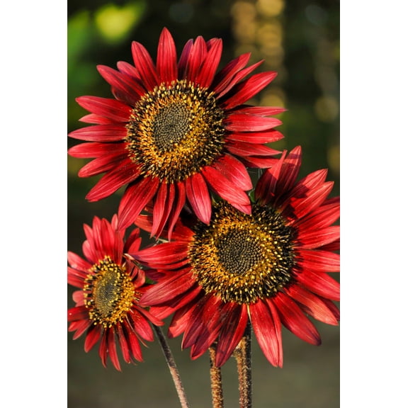 25 RED SUN SUNFLOWER Helianthus Annuus Flower Seeds