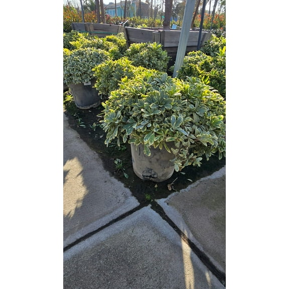Pittosporum tobira 'Cream de Mint' 5 gallon pot - Get similar