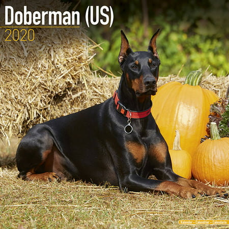 Doberman Calendar 2020 - Doberman Dog Breed Calendar - Dobermans