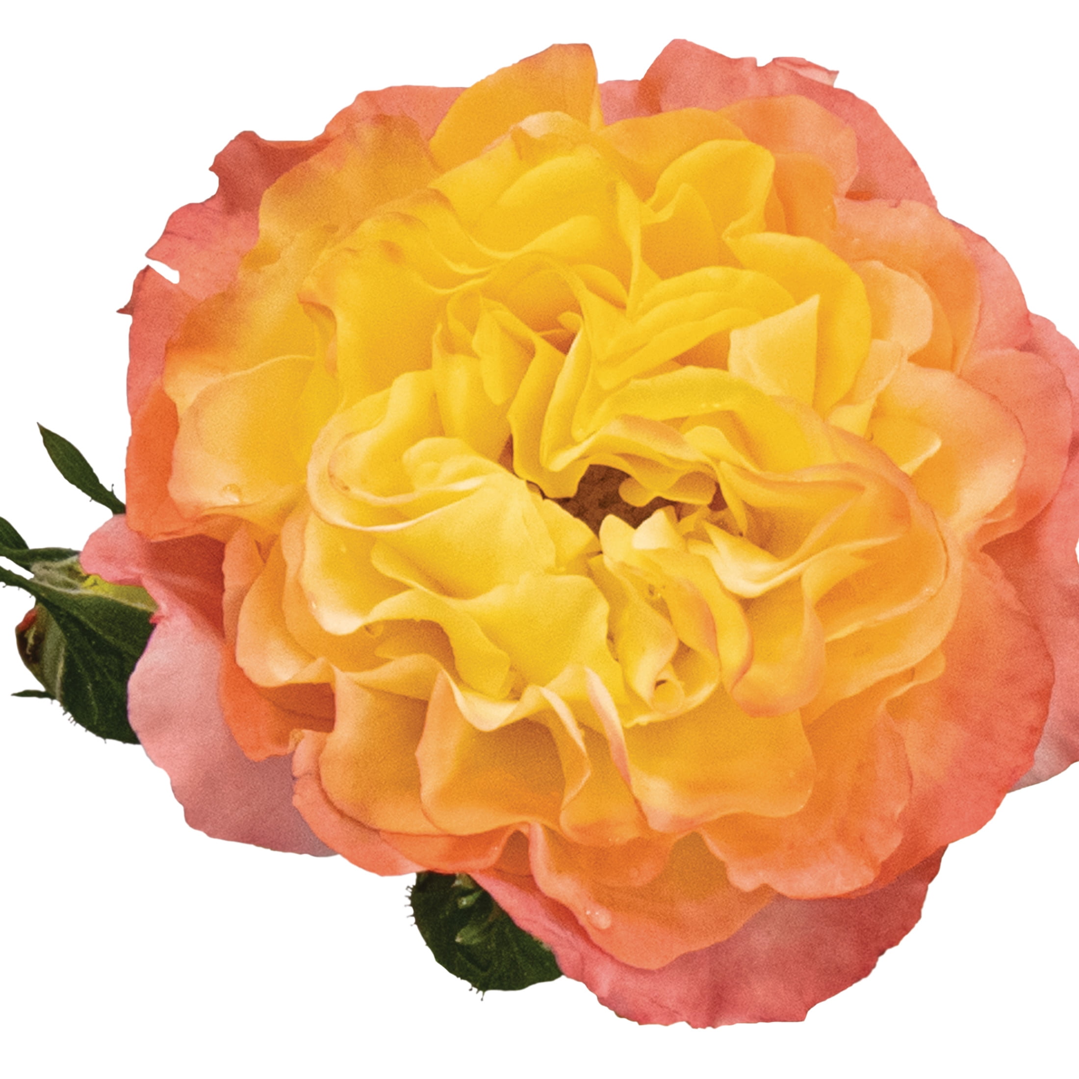 Proven Winners ColorChoice 6" Multicolor Oso Easy En Fuego Rose Live Plant in 7.5" Pot