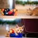 thumbnail image 5 of Peluche interactivo para perros y gatos (Loro rojo), 5 of 5
