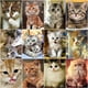 thumbnail image 2 of Evershine - Kit de bordado de diamantes con diseño de gato 5D, para manualidades, con diseño completo de animales, para punto de cruz, diseño de mosaico de diamantes de imitación, para decoración del, 2 of 5