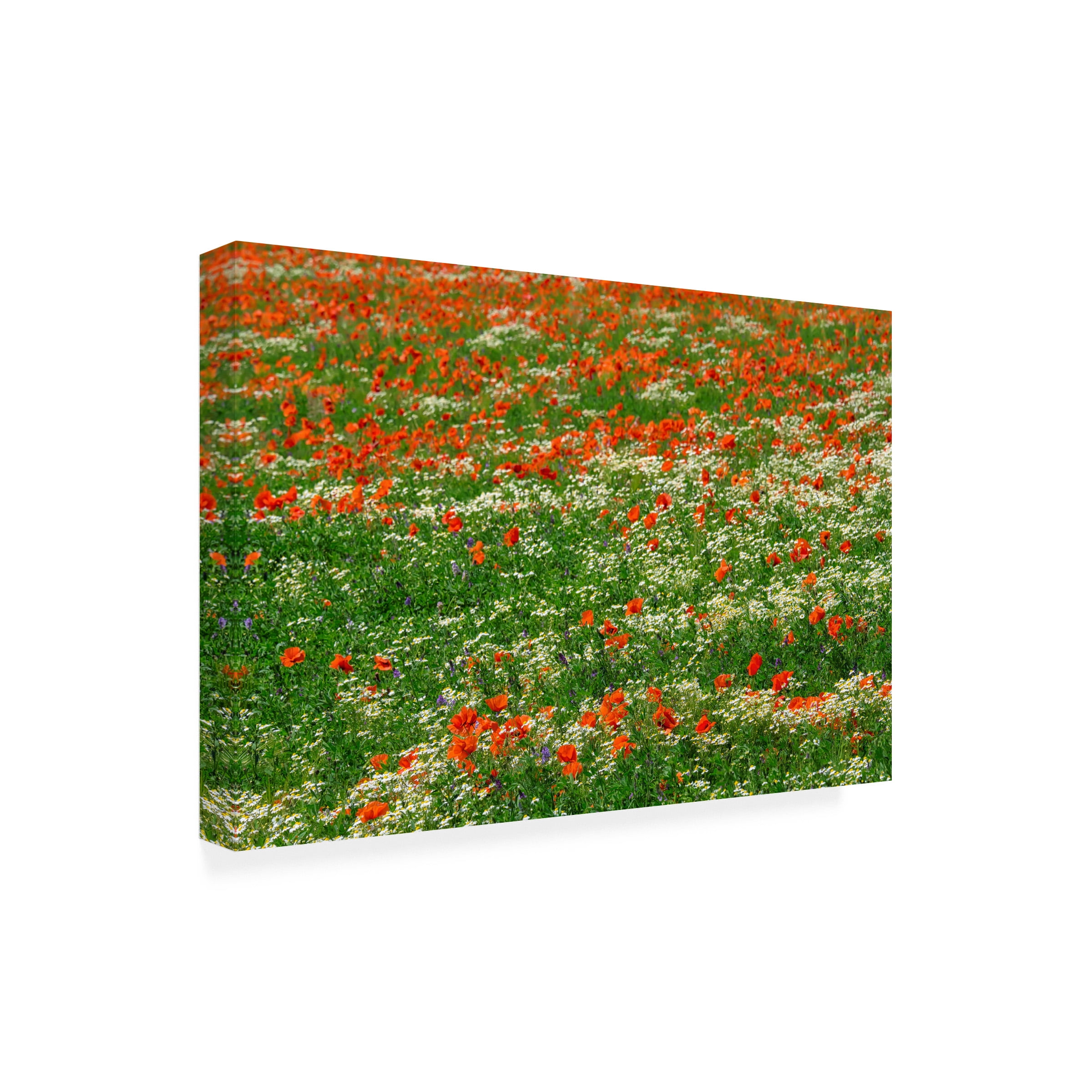 Cora Niele 'Poppies and Chamomile Field' Canvas Art