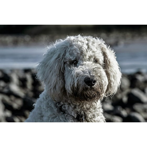 Framed Art For Your Wall Portrait Hybrid Goldendoodle Wuschelig Dog Framed Art For Your Wall Portrait Hybrid Goldendoodle Wuschelig Dog White 10x13 Frame Com