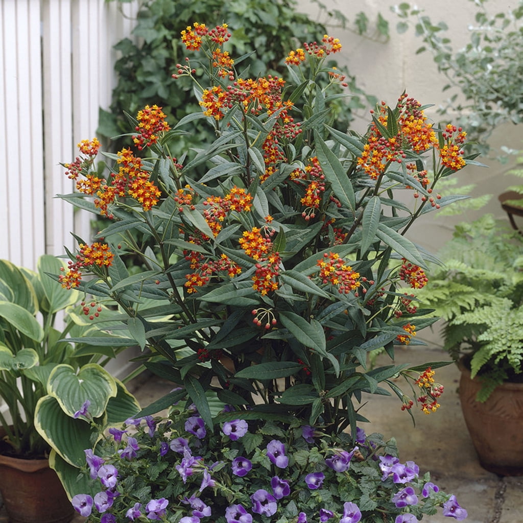 Van Zyverden Asclepias Gay Butterfly Mixture Support The Monarchs Set of 3 Plant Roots Multicolor Partial Sun Fragrant 1 lb