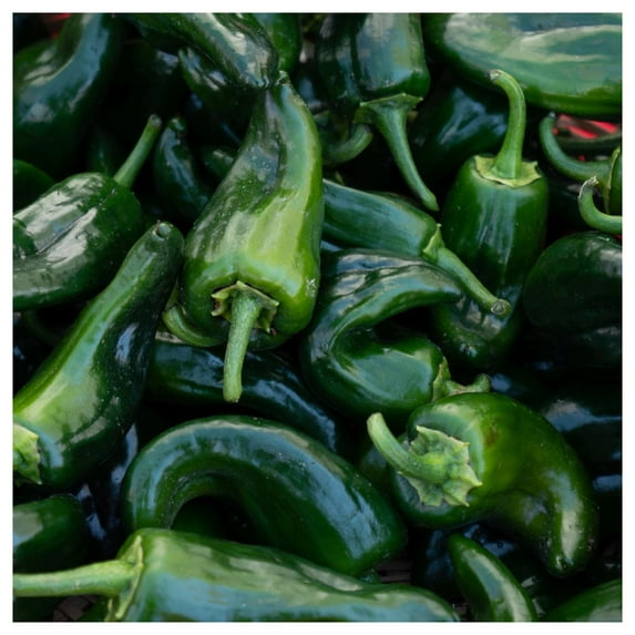 Everwilde Farms - 1 lb Ancho Hot Pepper Seeds - Gold Vault Bulk Seed Packet