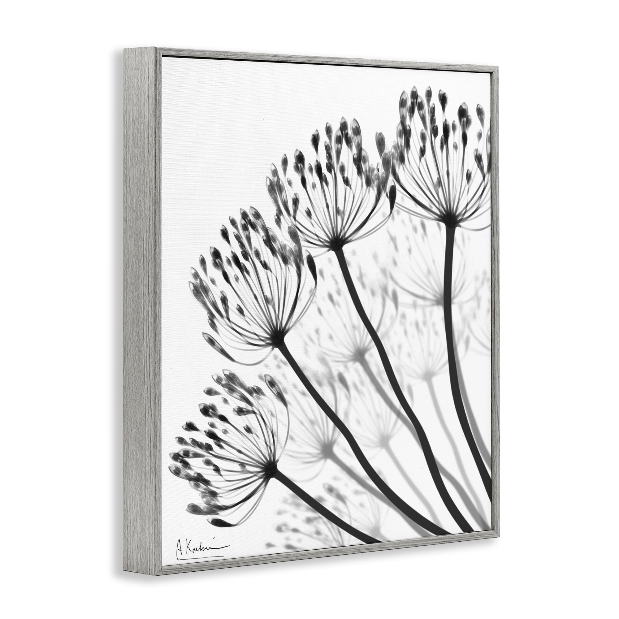 Stupell Industries Floral Fan Dandelions Gray Framed Giclee Art, design by Albert Koetsier