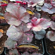 Heuchera, Midnight Rose, Coral Bells, Flowering Plant - Pot Size: 5in - Flowers