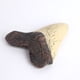 thumbnail image 3 of Dientes de tiburón Resina Retro Enseñanza Props Fósiles Megalodon resistente al fósil Diente de megalodon para aprendizaje Regalos de decoración Halloween Jumpingount  HA011484-00B, 3 of 6
