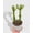 6_SUCC_EUPHORBIA_MINT.CREAM, variant on Euphorbia Trigona 'Mint Cream' Variegated - Live Air-Purifying Indoor Plant in Nursery Pot – Easy Care, Low Maintenance Houseplant for Home & Office Decor, Natural Air Cleaner, Best for Beginners