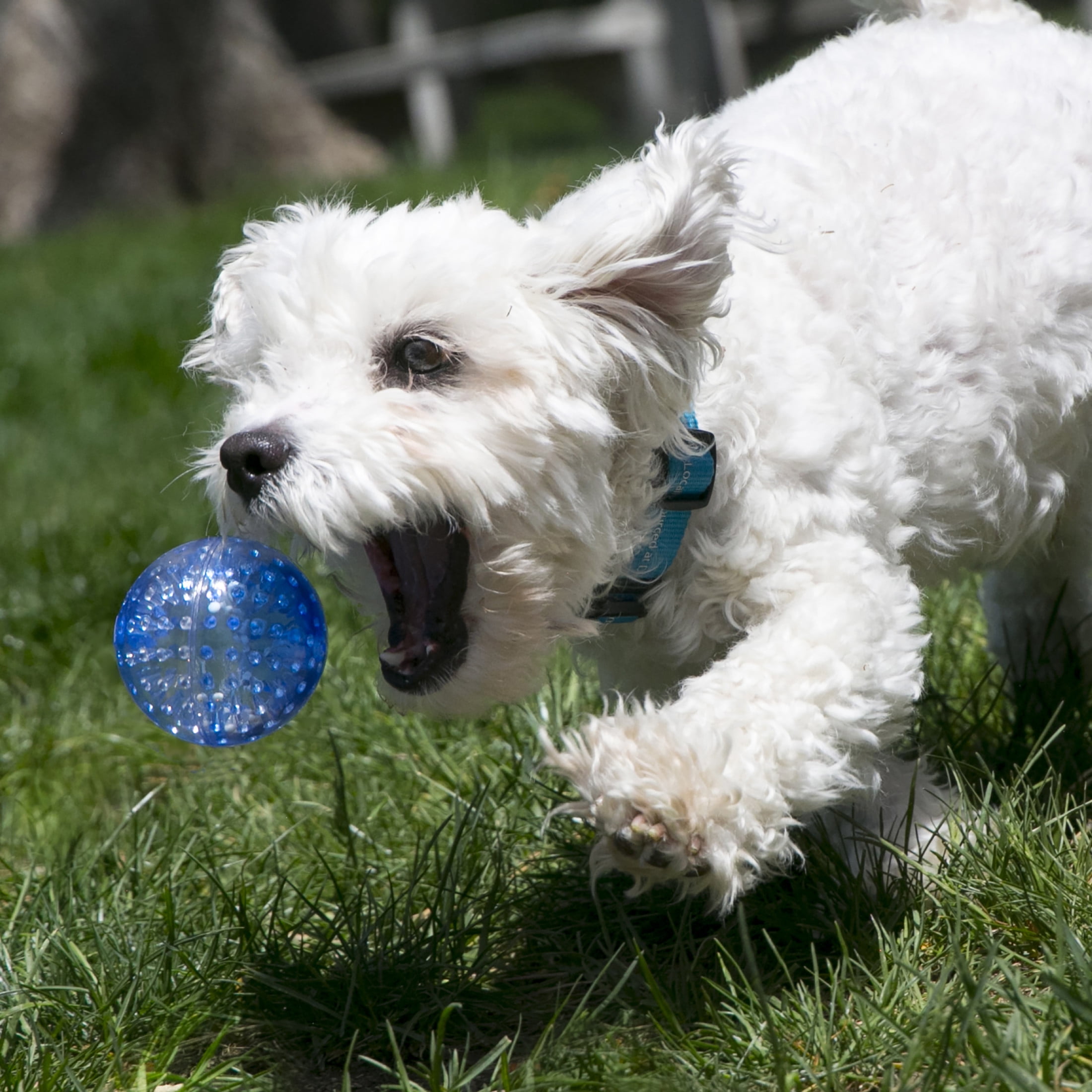 KONG® Squeezz® Geodz Balls Fetch Dog Toys, Large, 2 Count