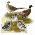 thumbnail image 3 of CafePress - Pheasant Family Dark T Shirt - Men's Classic Cotton T-Shirts, 3 of 3