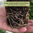 thumbnail image 3 of Chocolate Mint | Two Live Herb Plants | Non-GMO, Pollinator Favorite, 3 of 9