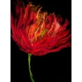 thumbnail image 2 of Austin, Vanessa 15x18 Gold Ornate Wood Framed with Double Matting Museum Art Print Titled - Red Tulips I, 2 of 4