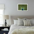 thumbnail image 5 of Natural, Symmetric and Colorful Male Peacock in Sunlight, Animals Framed Art Print Wall Art by Pascal Halder Sold by Art.Com, 5 of 5