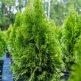 thumbnail image 5 of Expert Gardener 2.25g Arborvitae Emerald Green, 5 of 6
