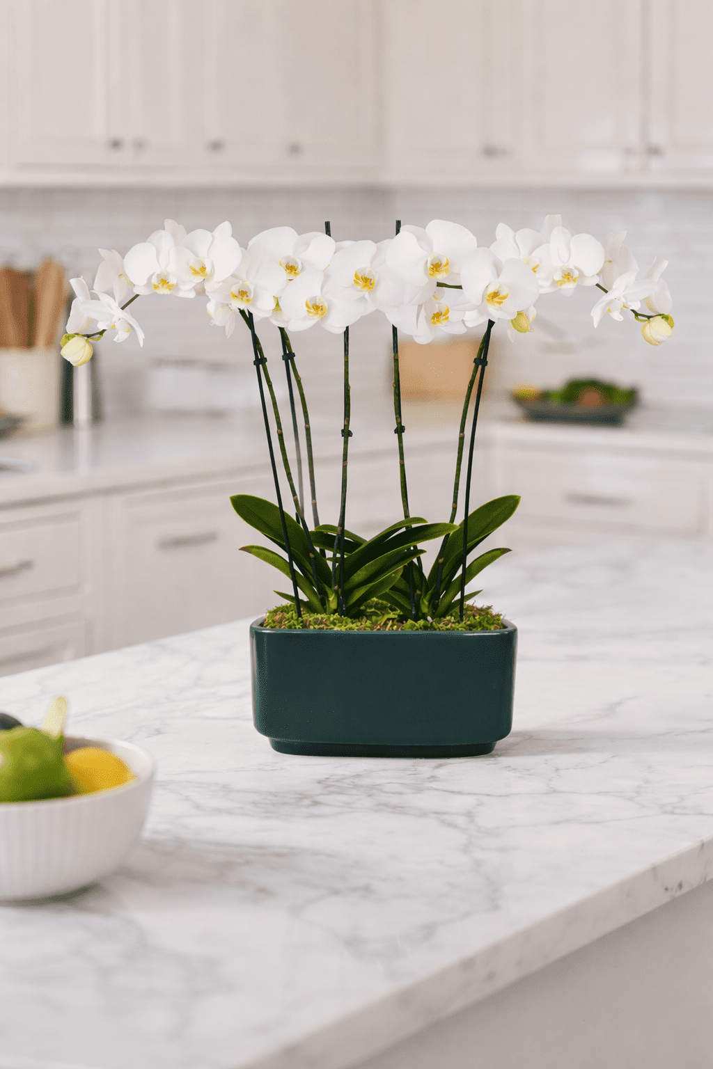 Green Circle Growers 10" White Orchid Duo Live Plants in Green Decorative Planter – Mother’s Day Gift Orchid