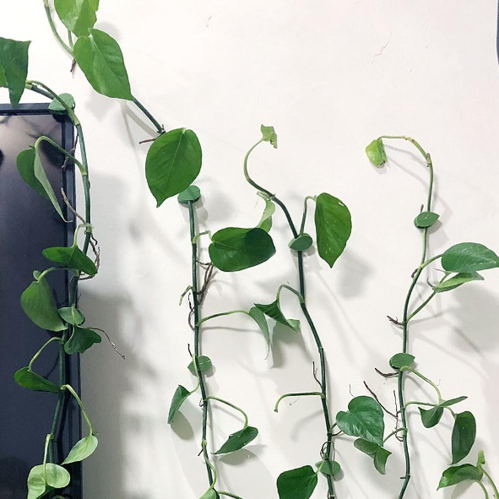 HOPATE 50pcs Plant Climbing Wall Fixture Clips Self Adhesive Climbing Plant Support Sticky Hook Plant Vine Traction Invisible Plant Hooks for Climbing Plants Gardening Wire Organizing