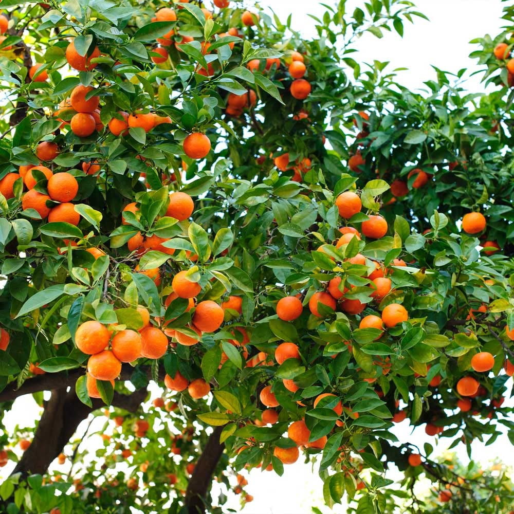 🍊 Gardenera Labs Premium Orange Soil Mix for Healthy, Productive Orange Trees - Perfect for Planting, Potting, and Replanting [4 Quart Bag]