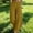 *Yellow, variant on ClodeEU Women's Linen Blend Culottes,Casual Wide Leg Palazzo Pants with Curved Hem Hot Pink,Womens Plus L