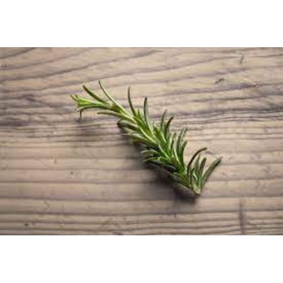 3 Rosemary Plants "Majorca Pink" in 4 inch cups