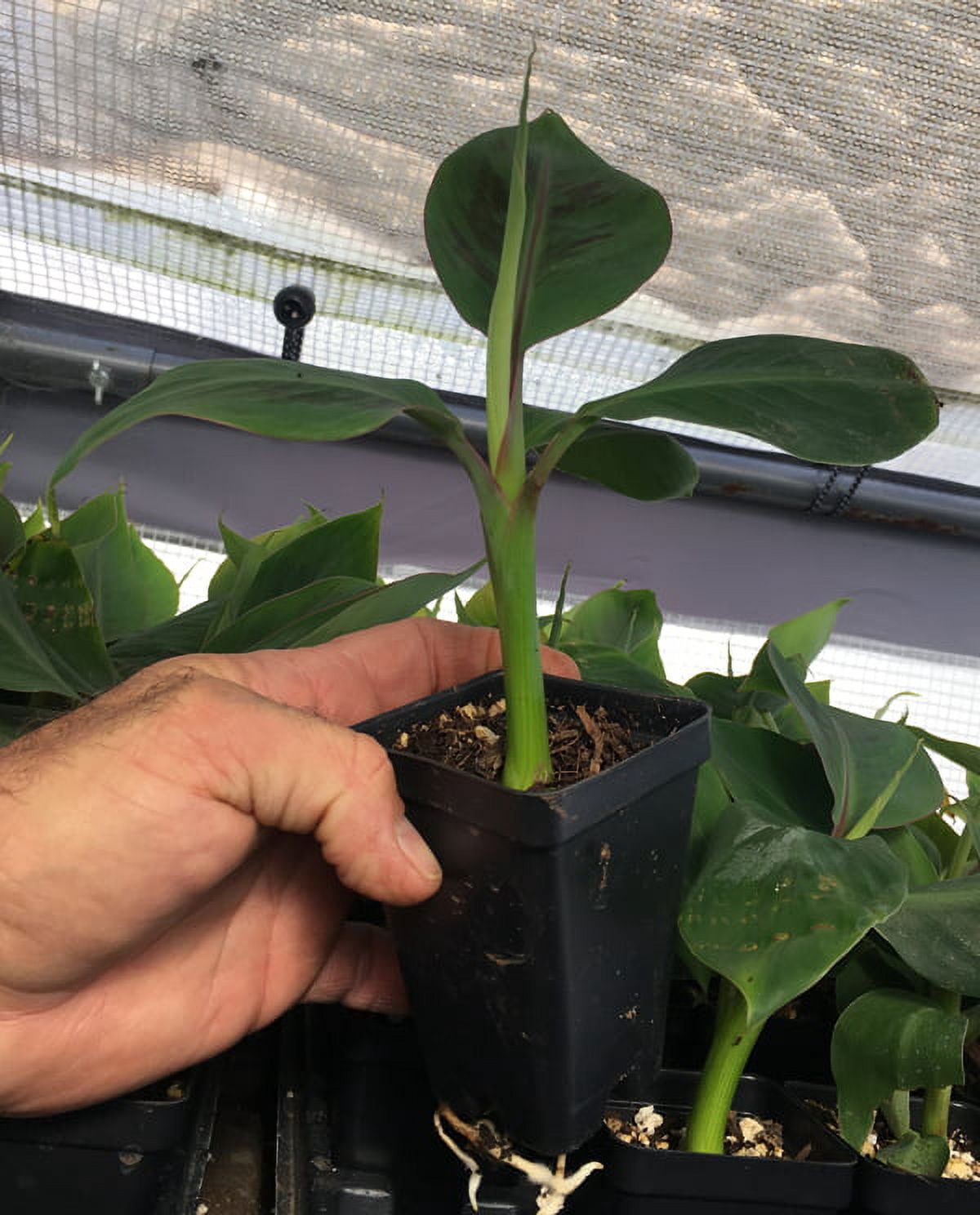 Manzano Apple Banana Plant - Live Plant