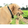 thumbnail image 5 of Perfect Pet Chews Split Elk Antler Rope Toy - Grade A, All Natural, Organic, and Long Lasting Treats - Made from Naturally Shed Antlers in The USA - X-Large Treat, 5 of 8