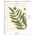 thumbnail image 5 of Art.com Small Antique Fern II Art Print by Vision Studio, White Frame Wall Art, 17" x 21", 5 of 5