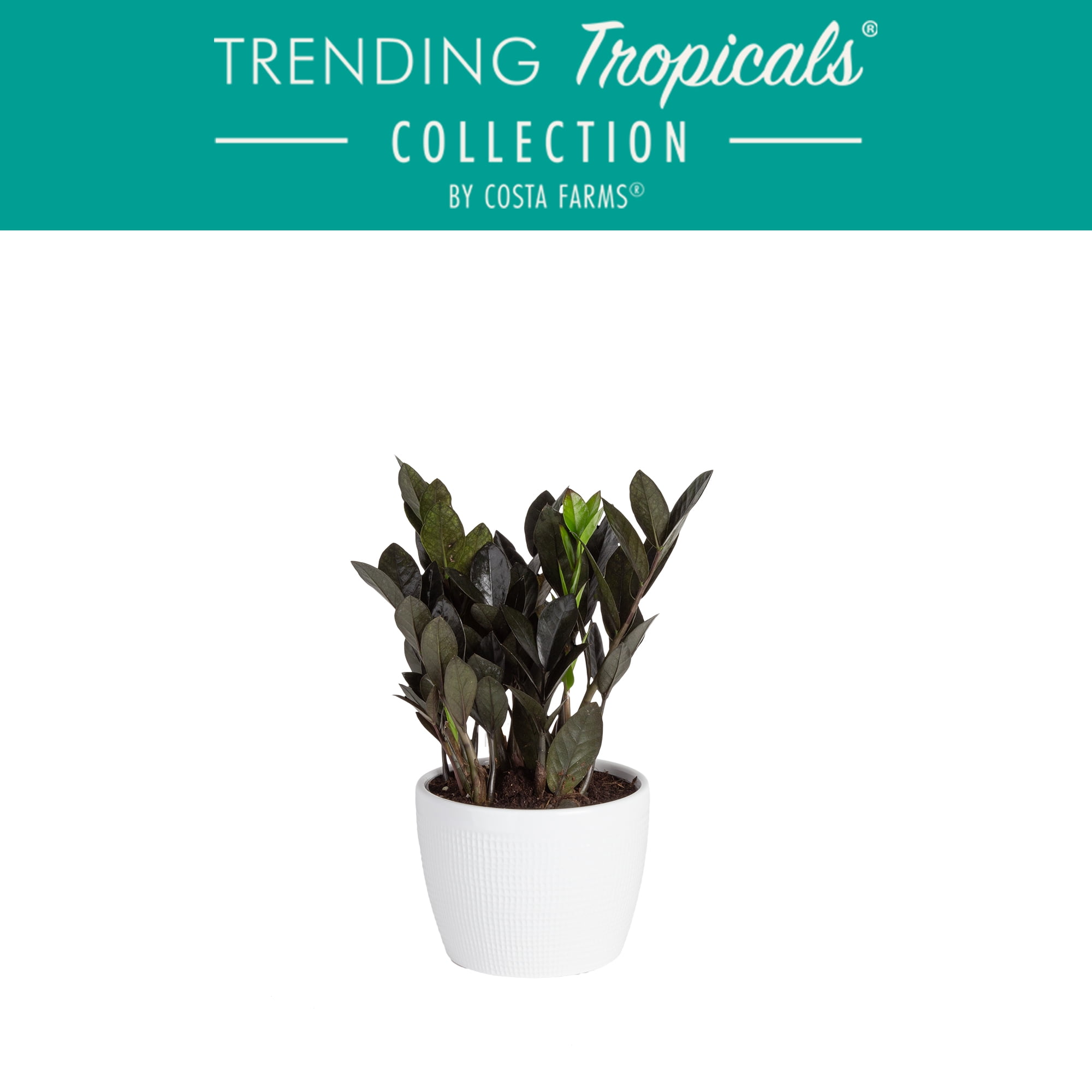 Trending Tropicals Live 10in. Tall Black Raven ZZ Plant; 6in. Ceramic Pot