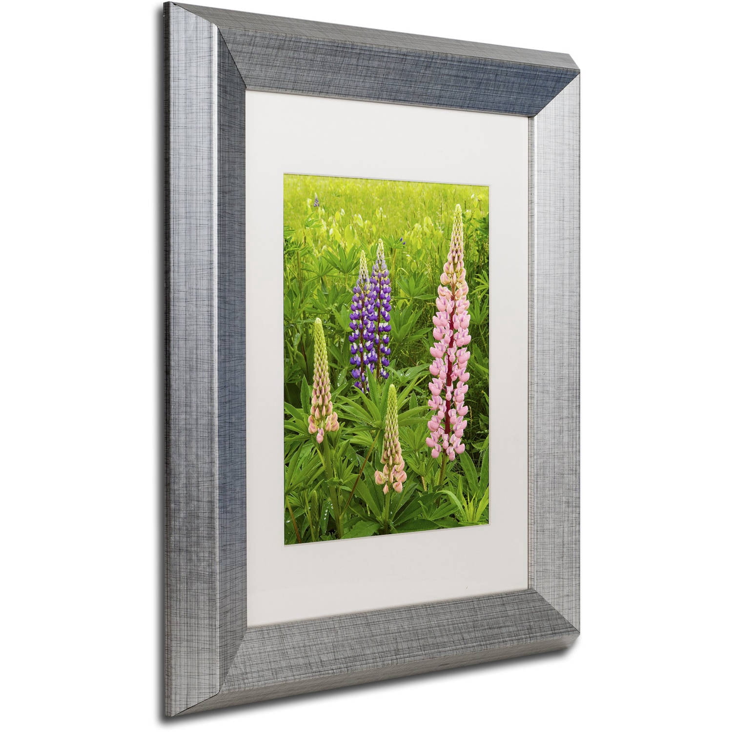 Trademark Fine Art "Lupine Family" Canvas Art by Michael Blanchette Photography White Matte, Silver Frame