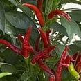 thumbnail image 1 of Thai Super Chili F1 Pepper - 1 g ~150 Seeds - Hybrid F1, Non-GMO, Farm & Vegetable Gardening Seeds - Hot Pepper, 1 of 2