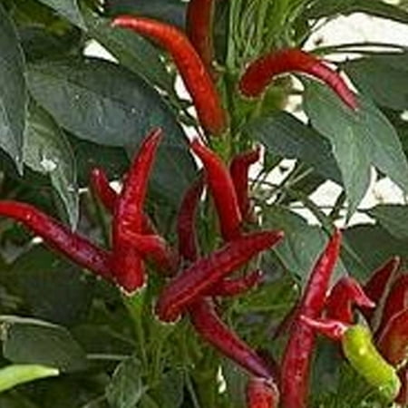 Thai Super Chili F1 Pepper - 1 OZ Bulk ~3 360 Seeds - Hybrid F1  Non-GMO  Farm & Vegetable Gardening Seeds - Hot Pepper