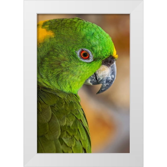Jones, Adam 11x14 White Modern Wood Framed Museum Art Print Titled - Yellow-napped Amazon parrot portrait