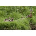 thumbnail image 2 of Paulson, Don 14x11 White Modern Wood Framed Museum Art Print Titled - USA, Washington, Seabeck Mother duck with babies, 2 of 4