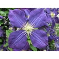 thumbnail image 3 of Jackmani Clematis Vine - Velvety-Purple - 2.5" Pot, 3 of 4